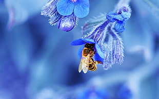 honey bee on blue petal flower