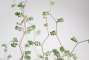 macro shot of green leaves with brown stem, sophora HD wallpaper