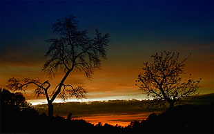 silhouette of trees near body of water