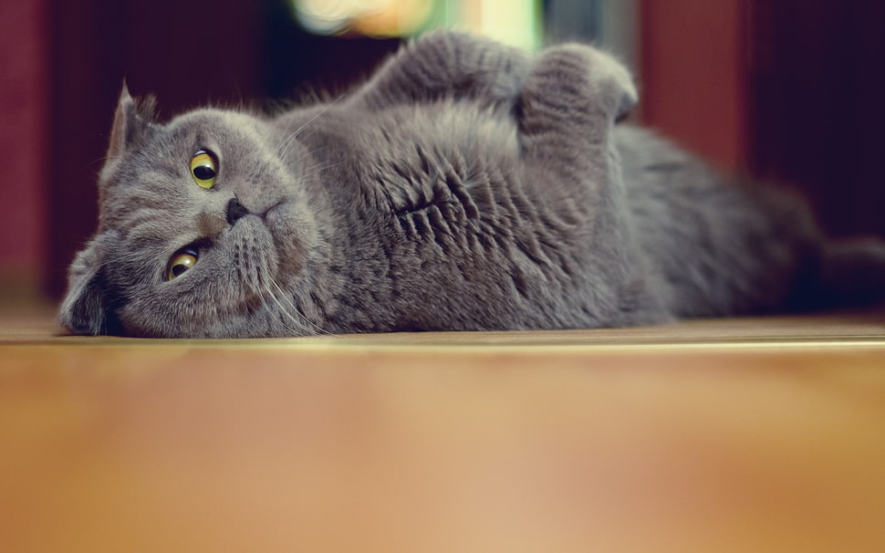 gray cat laying on brown floor HD wallpaper