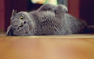 gray cat laying on brown floor HD wallpaper