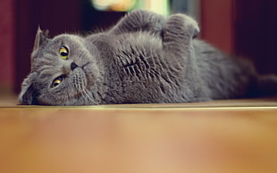 gray cat laying on brown floor