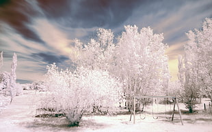 white trees HD wallpaper