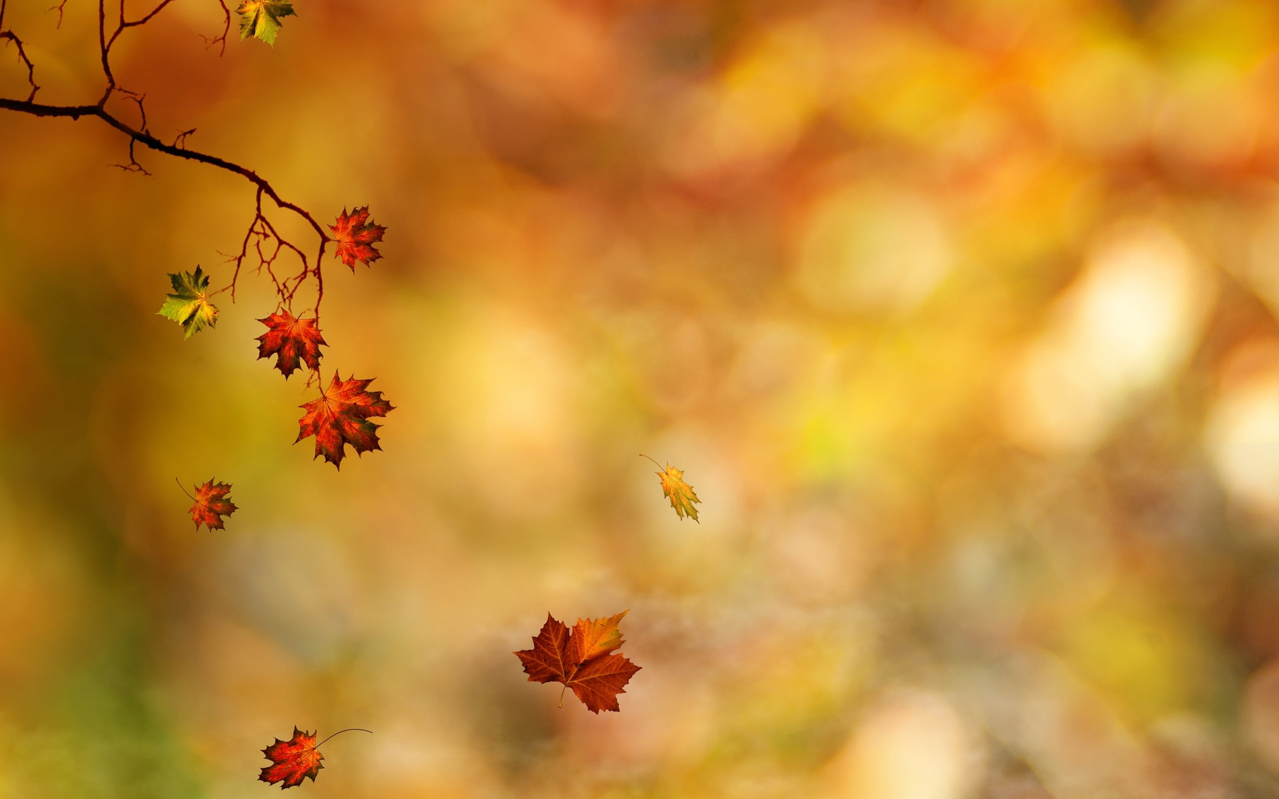 Shallow Focus Photography Of Red Leaves Hd Wallpaper Wallpaper Flare