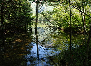body of water surrounded by trees