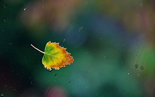 brown and green leaf on clear glass window pane