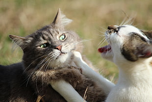 two cats playing HD wallpaper