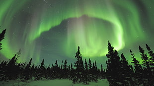green northern lights, aurorae, sky, nature, Norway