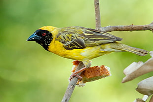 yellow and black bird on brown twig
