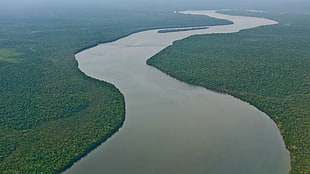 Nile river, river, Amazon, forest, nature