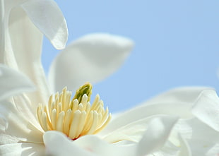closeup photography of white petaled flower at daytime