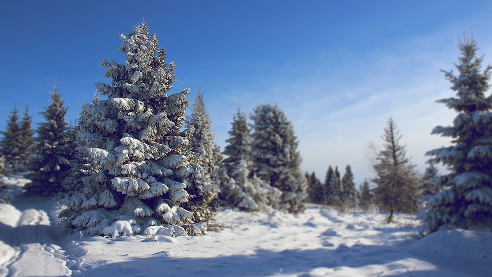 green tree leaves, nature, winter, landscape, snow HD wallpaper