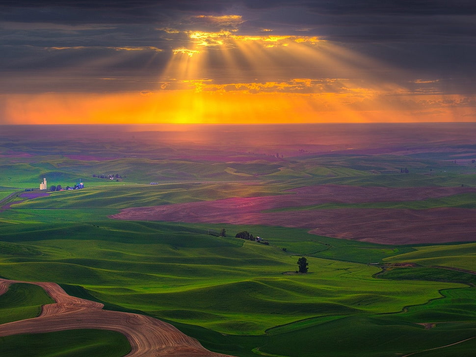 green grass fields HD wallpaper