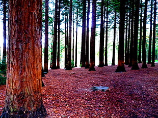 landscape photography of trees on forest