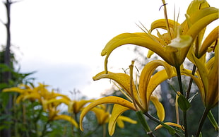 yellow flowers, yellow flowers, flowers, nature, depth of field