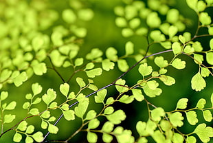 macro shot green leaves