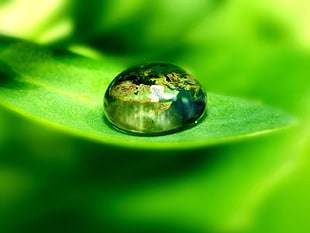 macro photography of morning dew HD wallpaper