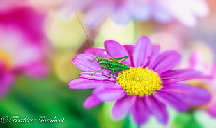 green insect on purple petal flowers
