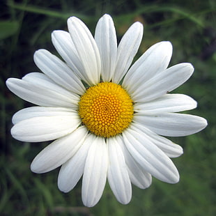 close-up photography of white Daisy flower, oxeye daisy HD wallpaper