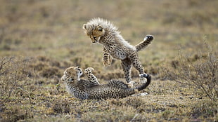 two leopard playing deserted field HD wallpaper