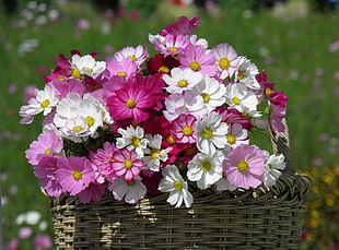 shallow photo of white and pink flowers HD wallpaper