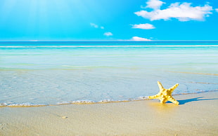 yellow starfish on seashore during daytime HD wallpaper