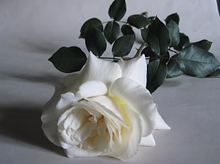 white Rose flower HD wallpaper
