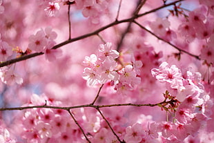 sakura blossom during daytime HD wallpaper