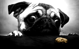 fawn Chinese pug, pug , cookies, animals, dog