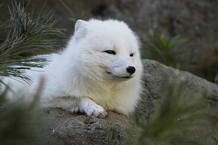 medium-coated white dog, arctic fox, animals