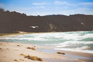 white bird and seashore, beach, birds, coast, sand HD wallpaper