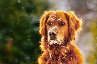 adult golden retriever, snow, dog, animals