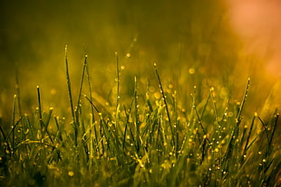 closeup photography of green grass HD wallpaper
