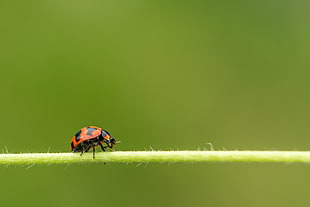 ladybug on stem selective focus photography HD wallpaper