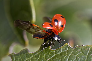 macro photo of a red and black Coccinellidae on green leaf