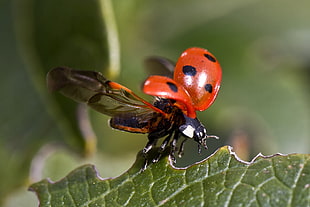 macro photo of a red and black Coccinellidae on green leaf