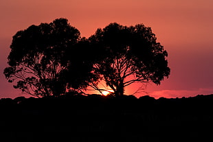 silhouette of trees, sunset