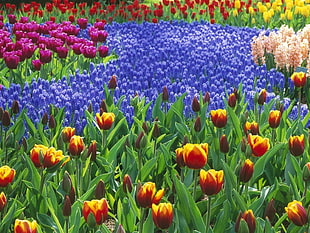 assorted color Tulip flowers HD wallpaper