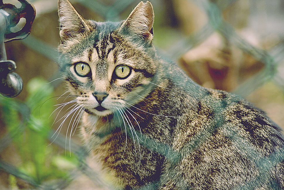 brown tabby cat HD wallpaper