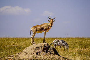 brown Antler near Zebra on green grass during daytime, hartebeest, masai mara, kenya