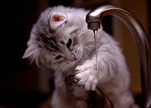 grey tabby kitten beside faucet HD wallpaper