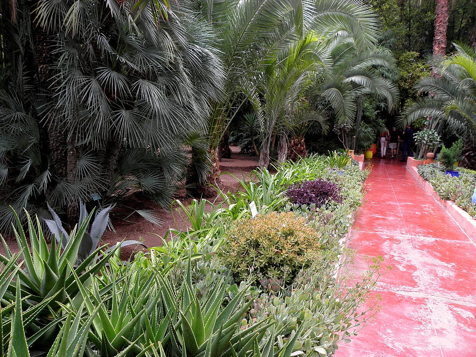 green palm tree growing near red pathway HD wallpaper