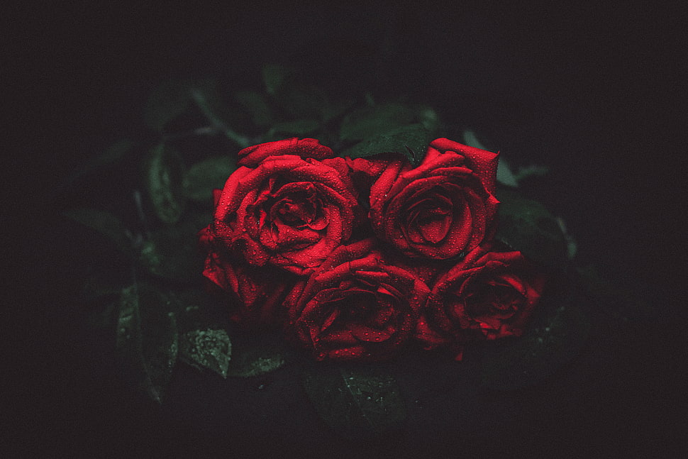 red rose flowers, Roses, Drops, Buds HD wallpaper