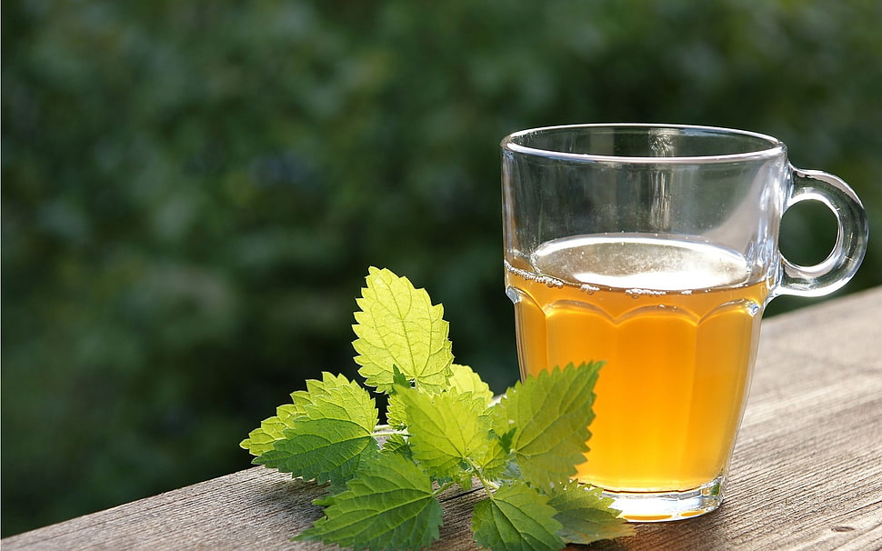 green leaf beside clear glass cup HD wallpaper