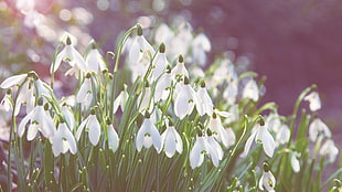 white snowdrop flower field in close-up photography