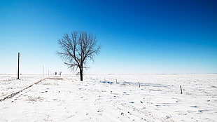 black bare tree, nature, trees, snow