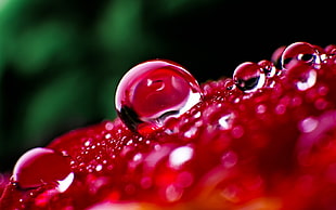 shallow focus photograph of water droplets