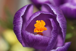 shallow focus photography of purple Tulip