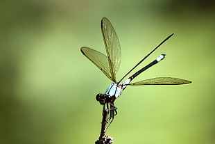 white and black dragonfly during daytime HD wallpaper