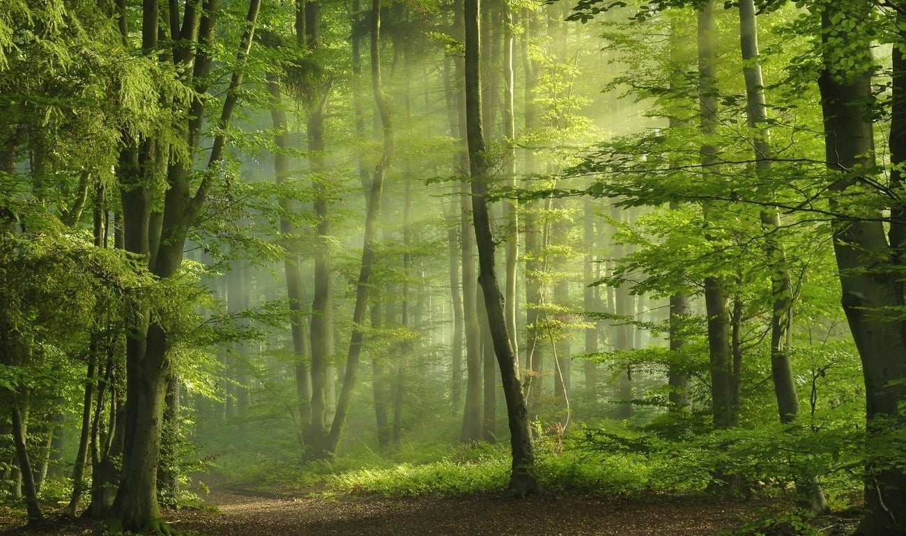 green trees, green, forest, sun rays, sunbeams